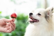 犬が食べても大丈夫な『春の果物』５選　一日の適正量や与える際の注意点まで