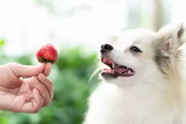 犬が食べても大丈夫な『春の果物』５選　一日の適正量や与える際の注意点まで