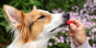 犬が食べても大丈夫な『春の果物』５選　一日の適正量や与える際の注意点まで