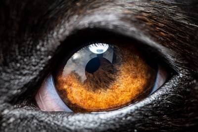犬を撮影すると目が光る『2つの理由』上手く写真を撮るためのコツや注意点まで解説