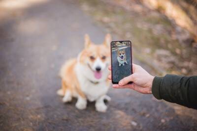 犬を撮影すると目が光る『2つの理由』上手く写真を撮るためのコツや注意点まで解説