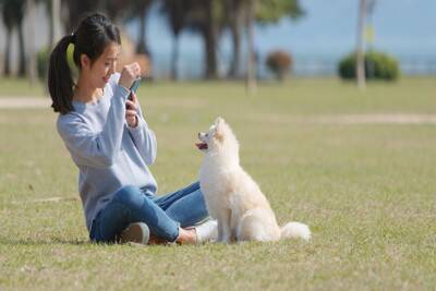 犬を撮影すると目が光る『2つの理由』上手く写真を撮るためのコツや注意点まで解説