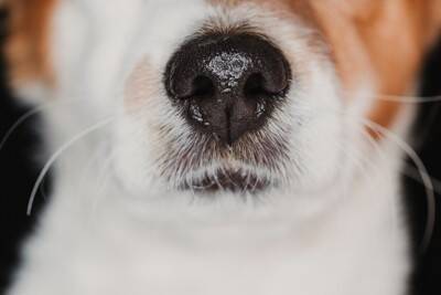 犬が飼い主の『股のニオイ』を嗅ぐ心理4選　やめてほしい場合の適切な対応まで解説