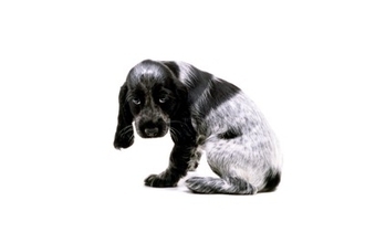 犬が『いじけている』ときにみせる仕草や行動5つ　ふてくされてしまう原因や不満を解消する方法まで