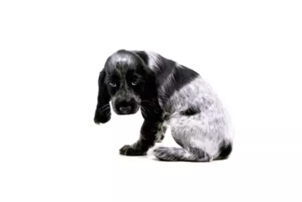 犬が『いじけている』ときにみせる仕草や行動5つ　ふてくされてしまう原因や不満を解消する方法まで