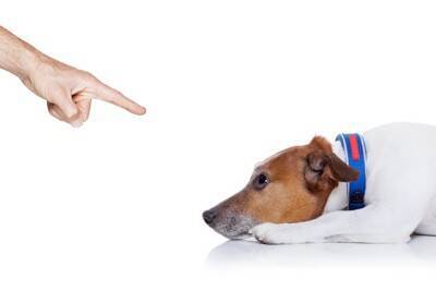 犬が『いじけている』ときにみせる仕草や行動5つ　ふてくされてしまう原因や不満を解消する方法まで