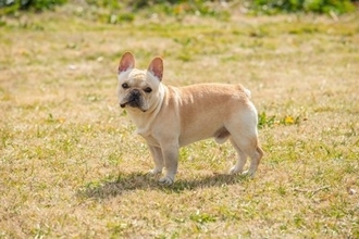 『運動が苦手』な犬種3選　運動能力があまり高くないワンコを遊ばせるときの注意点とは？