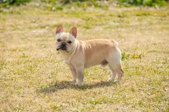 『運動が苦手』な犬種3選　運動能力があまり高くないワンコを遊ばせるときの注意点とは？