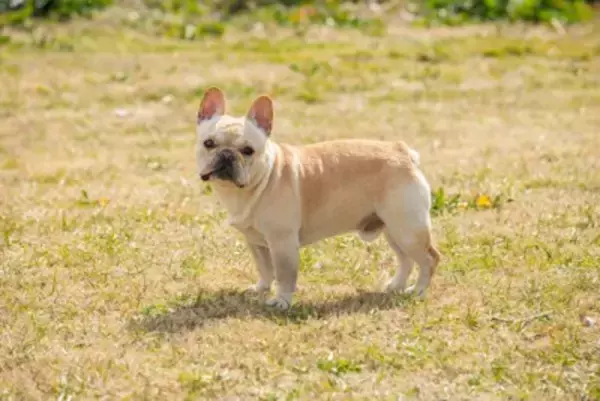 『運動が苦手』な犬種3選　運動能力があまり高くないワンコを遊ばせるときの注意点とは？