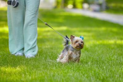 『運動が苦手』な犬種3選　運動能力があまり高くないワンコを遊ばせるときの注意点とは？