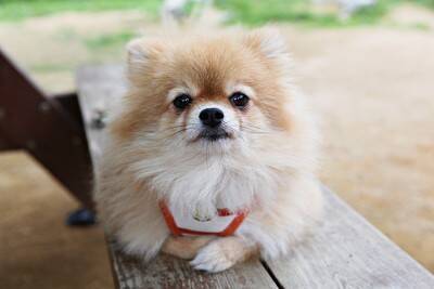 『運動が苦手』な犬種3選　運動能力があまり高くないワンコを遊ばせるときの注意点とは？