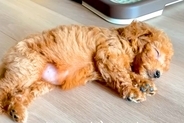 親犬の体重が3キロの赤ちゃん犬→『小柄に育つのかな』と思っていたら…予想を超える『現在の成長』が59万再生「愛の大きさ」「安定感すごい」