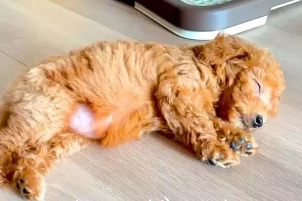 親犬の体重が3キロの赤ちゃん犬→『小柄に育つのかな』と思っていたら…予想を超える『現在の成長』が59万再生「愛の大きさ」「安定感すごい」