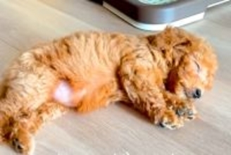 親犬の体重が3キロの赤ちゃん犬→『小柄に育つのかな』と思っていたら…予想を超える『現在の成長』が59万再生「愛の大きさ」「安定感すごい」
