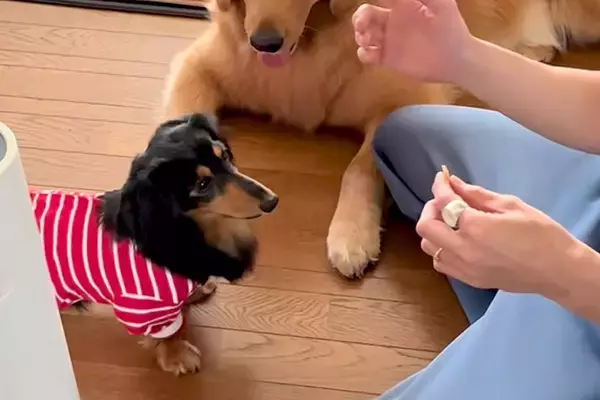 小型犬に『お手』をさせようとした結果→隣で見ていた大型犬が…コントのような『まさかの光景』が258万再生「ヤキモチ？ｗ」「愛おしすぎ」
