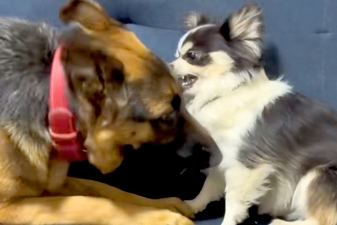 カッコいい見た目の大型犬が、小型犬に甘噛みされた結果→『怒るかな』と思ったら…『まさかの光景』が11万再生「立場逆で草」「可愛いｗｗ」