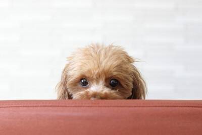 『家族が好きじゃない犬』がみせる行動4選　嫌われているかどうかを判断する方法や苦手な人にみせるサインまで