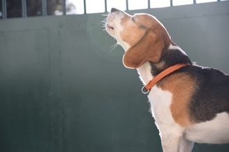 犬が『よく吠えてしまう』理由とは？吠え癖を改善させるために飼い主にできることまで