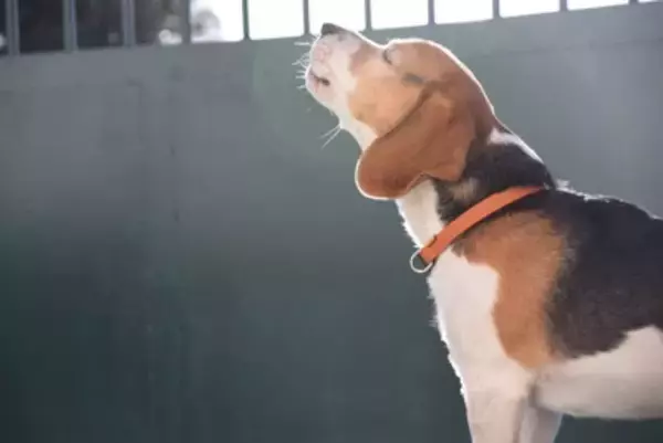 犬が『よく吠えてしまう』理由とは？吠え癖を改善させるために飼い主にできることまで