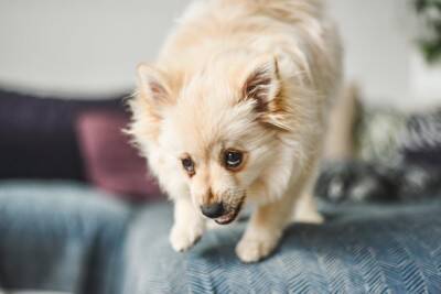 犬が『よく吠えてしまう』理由とは？吠え癖を改善させるために飼い主にできることまで