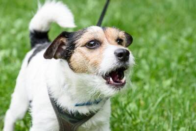 犬が『よく吠えてしまう』理由とは？吠え癖を改善させるために飼い主にできることまで
