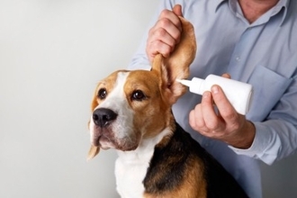 犬の『耳掃除』どうすればいい？飼い主がお手入れするときのタブー行為まで