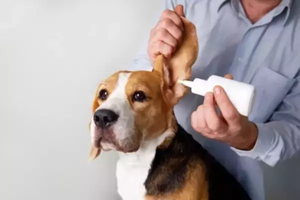 犬の『耳掃除』どうすればいい？飼い主がお手入れするときのタブー行為まで