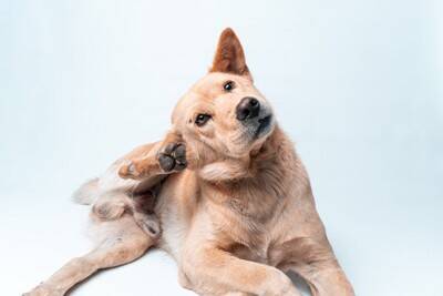 犬の『耳掃除』どうすればいい？飼い主がお手入れするときのタブー行為まで