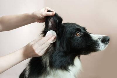犬の『耳掃除』どうすればいい？飼い主がお手入れするときのタブー行為まで