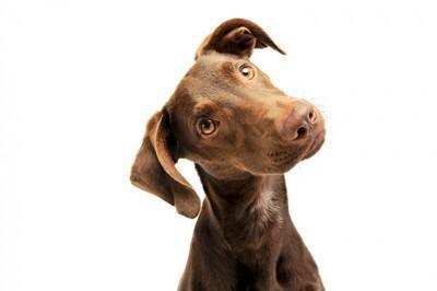 犬の外耳炎が治らない！注意したい「耳のしこり」の種類と特徴【獣医師執筆】