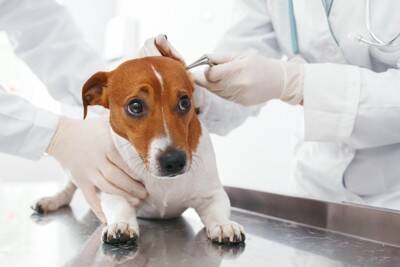 犬の外耳炎が治らない！注意したい「耳のしこり」の種類と特徴【獣医師執筆】