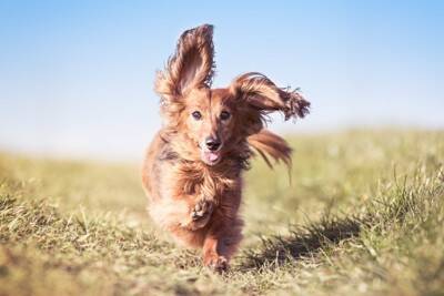 犬の外耳炎が治らない！注意したい「耳のしこり」の種類と特徴【獣医師執筆】