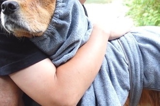 川で元気に遊んだ大型犬→2時間後、疲れて眠たくなってしまい…帰り際の『赤ちゃん過ぎる光景』に絶賛「癒される」「すべてが可愛くて涙出た」