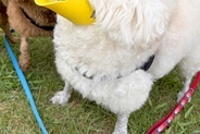 拾い食い防止用の『アヒルの口』を犬に装着してみた結果→あまりにも似合いすぎている光景に反響「可愛くて違和感ないｗｗ」「新種の生き物で草」