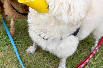 拾い食い防止用の『アヒルの口』を犬に装着してみた結果→あまりにも似合いすぎている光景に反響「可愛くて違和感ないｗｗ」「新種の生き物で草」