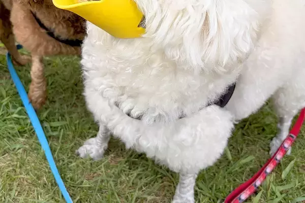 拾い食い防止用の『アヒルの口』を犬に装着してみた結果→あまりにも似合いすぎている光景に反響「可愛くて違和感ないｗｗ」「新種の生き物で草」