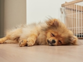犬の『元気がない』ときに考えられる理由6選　落ち込んでしまう原因や対処法まで