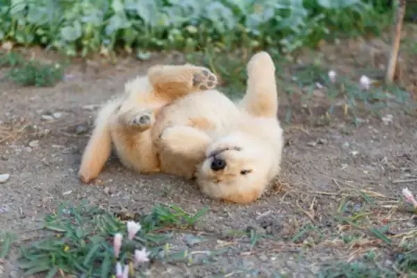 犬が『体をしきりに掻く』4つの理由　痒がってしまう原因や対処法まで解説