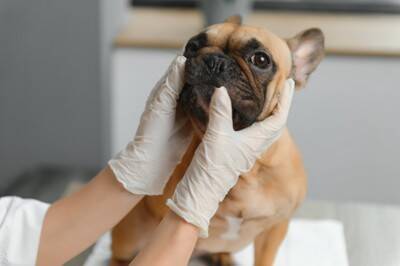 犬が『体をしきりに掻く』4つの理由　痒がってしまう原因や対処法まで解説