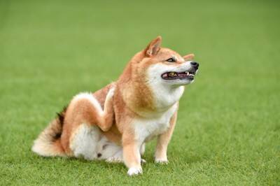 犬が『体をしきりに掻く』4つの理由　痒がってしまう原因や対処法まで解説