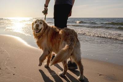 犬が健康的に暮らすための『生活習慣』4つ　病気にならない体づくりの秘訣とは？
