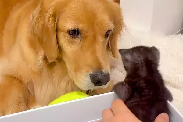 産まれたての『3匹の赤ちゃん保護猫』→大型犬が『怖がらせないように』と…尊すぎる光景が13万再生「愛くるしくてたまらん」「優しい目…」