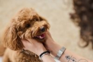 犬が大喜びする『飼い主の行動』5つ　愛犬との強い絆を深めるためにできるコミュニケーションとは？