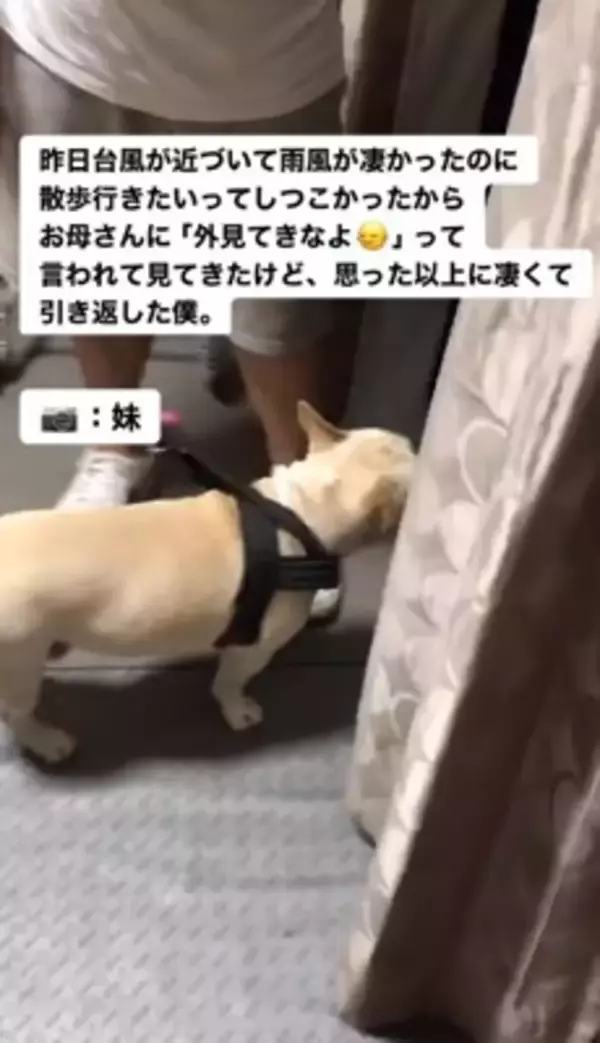 台風の中、散歩に行きたがる犬に『外を見せた』結果…想像以上の反応が面白すぎると217万再生「綺麗なUターンで草」「子供みたいｗ」と爆笑