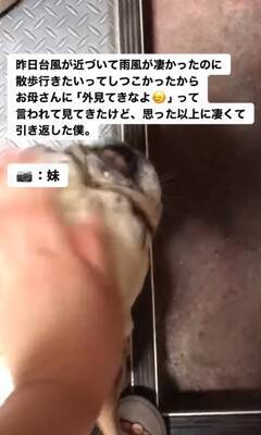 台風の中、散歩に行きたがる犬に『外を見せた』結果…想像以上の反応が面白すぎると217万再生「綺麗なUターンで草」「子供みたいｗ」と爆笑