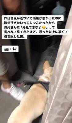 台風の中、散歩に行きたがる犬に『外を見せた』結果…想像以上の反応が面白すぎると217万再生「綺麗なUターンで草」「子供みたいｗ」と爆笑