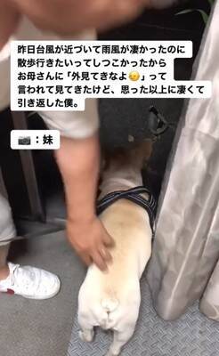 台風の中、散歩に行きたがる犬に『外を見せた』結果…想像以上の反応が面白すぎると217万再生「綺麗なUターンで草」「子供みたいｗ」と爆笑