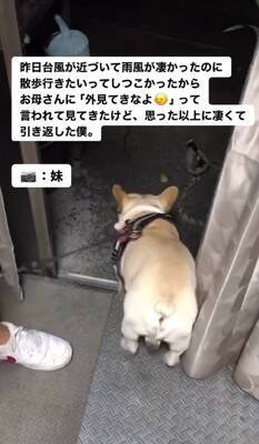 台風の中、散歩に行きたがる犬に『外を見せた』結果…想像以上の反応が面白すぎると217万再生「綺麗なUターンで草」「子供みたいｗ」と爆笑