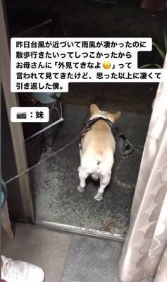 台風の中、散歩に行きたがる犬に『外を見せた』結果…想像以上の反応が面白すぎると217万再生「綺麗なUターンで草」「子供みたいｗ」と爆笑
