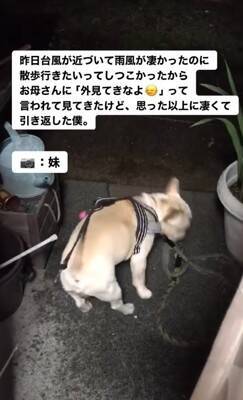 台風の中、散歩に行きたがる犬に『外を見せた』結果…想像以上の反応が面白すぎると217万再生「綺麗なUターンで草」「子供みたいｗ」と爆笑